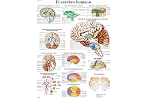 3B Scientific Póster Anatómico, el Cerebro Humano