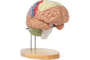 UIGJIOG Modelo de anatomía del tamaño de Vida del Modelo 2X del Cerebro Humano, 130 Modelo de Cerebro Humano de 4 Partes para estudiar en la enseñanza de la anatomía