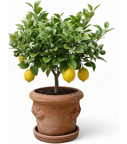 3er Set Kleine Blumentöpfe Aus Terracotta – Quadratische Pflanztöpfe 10 Cm Hoch Für Garten & Deko