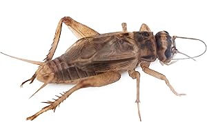 ANT DIMENSION Grillo Acheta domesticus | Alimento Vivo Nutritivo para Reptiles, Anfibios y Aves | Fuente Natural de Proteínas y Calcio (S / 70)