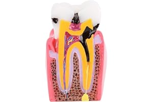 TMISHION Modello di gomma dentale, Educazione all'anatomia dei denti e igiene orale, Materiale professionale per modellini e didattici, Per bambini