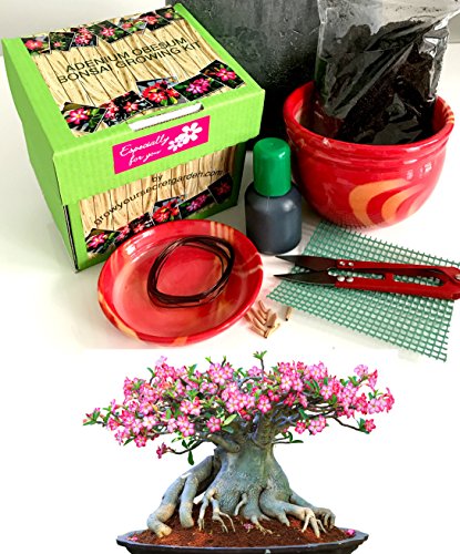 Exklusive Komplette Wüstenrose Bonsai Anzuchtset (Adenium))-Pflanzgefäß aus Keramik! Zehn Teile -Geschenk für einen Gärtner