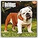 Bulldogs 2016 - Bulldoggen - 18-Monatskalender mit freier DogDays-App: Original BrownTrout-Kalender [Mehrsprachig] [Kalender] (Wall-Kalender) by 