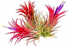 Biotope Aquatics Ltd - 3 x Ionantha Red Rubra Air Plant - Easy Care Tillandsia Airplant House Live Decor