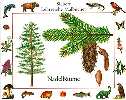 13 Fakten zur Fichte