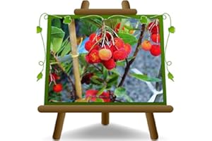 EURO PLANTS VIVAI Corbezzolo Arbutus Unedo = Ciliegia Marina – – Pianta da frutto su vaso da 26 – Alberello - albero max 160 cm - 4 anni