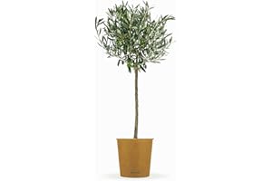 Bloomify® Olivenbaum "Olivia" | 80 bis 110 cm großes, mehrjähriges Olivenbaum-Stämmchen | geschützt winterharte und pflegeleichte Oliven-Pflanze für Terasse oder Balkon | sehr ertragreich