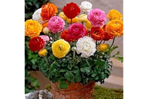 PERZOE 50 piezas de semillas de flores de ranúnculo persa, decoración de plantas de jardinería perenne