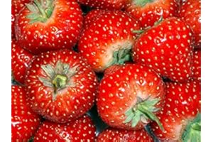 MOOSE SEEDS Strawberry - Temptation Seeds - Garden Fruit Seeds