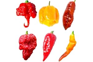 SEMI STRANI 60 Graines des 6 PIMENTS les Plus FORTS du MONDE, Coll. 6 + Guide de Culture : CAROLINA REAPER RED, MORUGA SCORPION YELLOW, BROWN BHUTLAH, APOCALYPSE RED, HABALOKIA et ORANGE TIGER