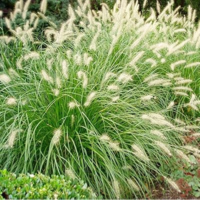 Arborix, plus vert - moins cher 12 x Herbe aux écouvillons 'Hameln' - Pennisetum alopecuroides 'Hameln' Godet 9cm