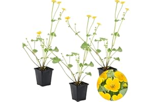 BLOOMIQUE Caltha Palustris - 3 plantas para estanque en maceta de cultivo, 9 cm de diámetro, 15 cm de diámetro