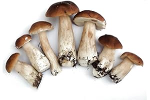BRKENT Acquista semi di funghi Fungo Semi di funghi Semi di funghi porcini Semi di bonsai Piante resistenti per giardino Semi di ortaggi Verdure Funghi porcini Coltiva te stesso 400 pezzi