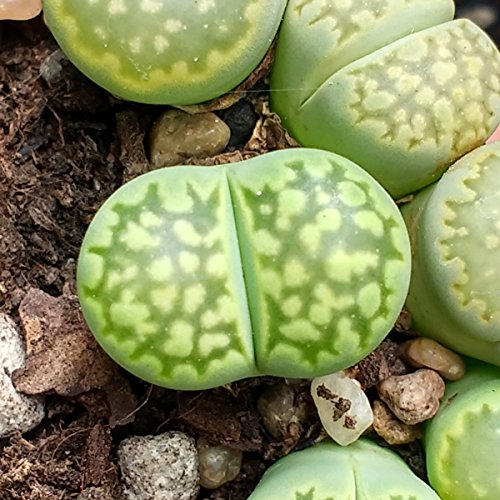 Lithops Mischung – Lebende Steine – 20 samen - 8