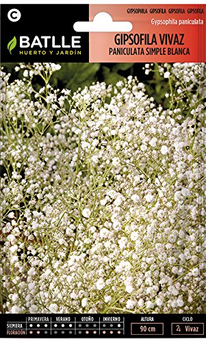 Semillas de Flores - Gipsofila vivaz Paniculata - Batlle
