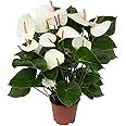 DECOALIVE Anthurium Snow Planta Natural con Flores de Color Blanco Planta de Interior Natural Anturio Flores Blancas