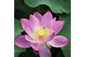 Haloppe Paquete de 20 semillas de plantas de flores para plantar en el jardín del hogar, semillas de flores, semillas de flores de loto frescas, semillas de plantas acuáticas para exteriores Rosado