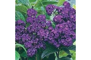 SVI 50 + SEMILLAS HELIOTROPE azul marino flor/FRAGANTE PERENNES