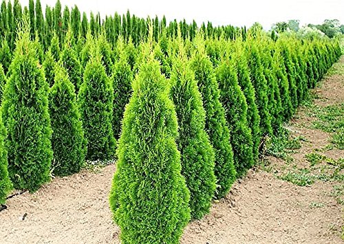 1 Großer Baum Thuja occidentalis Smaragd im Container Gesamthöhe ca.160 cm. - 2