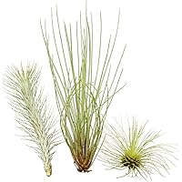 Ausgefallenes Tillandsien 3er-Set, 1 Tillandsia festucoides, 1 Tillandsia funckiana, 1 Tillandsia fuchsii v. gracilis