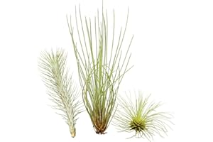Ensemble insolite de 3 tillandsias