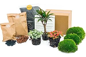 URBANJNGL Paquete de Terrario de Plantas - Palma - 3 Plantas - Paquete de navegación y Comienzo Terrario de Bricolaje - Mini Ecosistema Planta