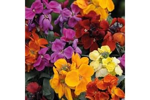 THOMPSON & MORGAN Wallflower 'Harlequin Mixed' - Hardy Biennial - Mixed Colours - Garden Flowering Plant - Easy to Grow Your Own - Fragrant Variety - Spring Borders & Containers - 20x Bare-Roots by Thompson and Morgan