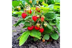 HAPPY GREEN SHOP Wild Woodland Strawberry - 150 Seeds + Plant tag + Freebie - Baron Solemacher Fragaria Vesca, Red