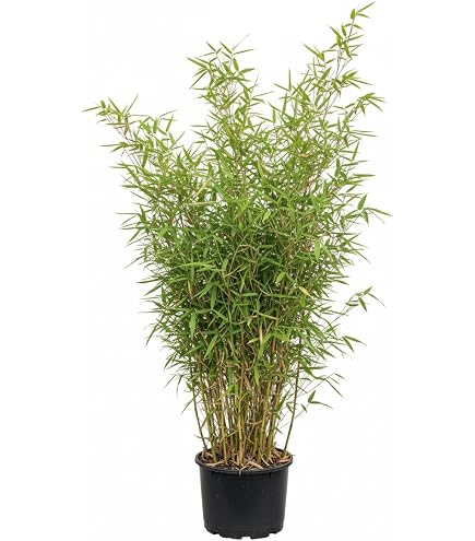 2 Stck! Bambus, Jadebambus, Hhe: 150-160 cm, Fargesia Jiuzhaigou,  winterhart und sonnenfest + Dnger : Amazon.de: Garten
