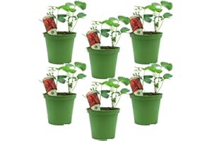 FIORI COMMESTIBILI BIO Fragola Rossa BIO rifiorente 4 stagioni (6 PIANTE) - Piante da orto in vaso - Azienda agricola Carmazzi