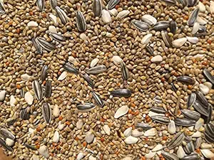 KOO Retails Mix Bird Feeder Seeds for Medium to Small Birds 1 kg, 7-9 Seeds Mixed for Budgies, Sparrow etc.