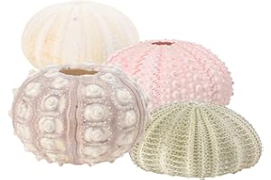 Angoily Lot de 4 oignons créatifs - Motifs : oignons colorés - Tillandsia, plantes - Tillandsia, oignons - Décoration pour maison et bureau