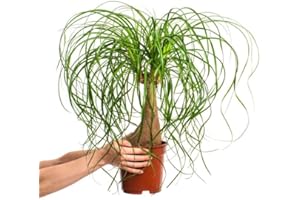 DECOALIVE Planta Pata de Elefante Natural - Beucarnea Recurvata Exótica - Planta de Interior