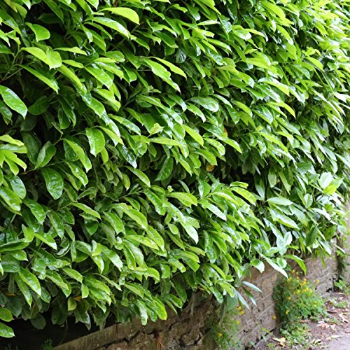 Immergrüne frostharte Kirschlorbeer Topfware Novita Prunus Laurocerasus ca. 50cm 10 / 20 oder 50Stück (50)