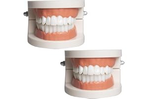BAVOOTY Modelo de Dientes Modelo Dental de Demostración Estándar PVC para Adultos Niños Enseñanza Dental,Modelo de Demostración Dental de Dientes,2Pcs