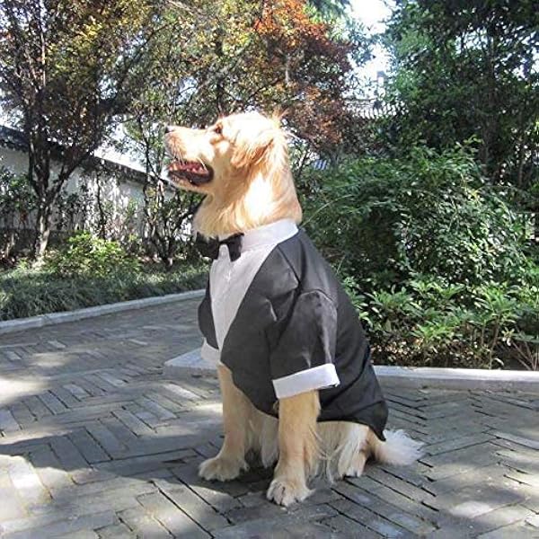 labrador wedding outfit