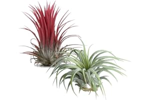 DECOALIVE Duo de Tillandsias Ionantha Pack Tillandsia Color Rojo + Tillandsia Color Verde Plantas del Aire, 8436601570161