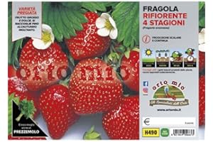 Orto Mio Piantine di Ortaggi in pack cubettato per la produzione famigliare disponibili in molte tipologie e varietà (Fragole Rifiorenti 4 Stagioni 6 piante)