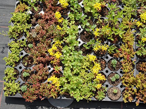 Sedum – Kräuter – Pflanzenpaket Steinrosenflur für 5 m² Dachbegrünung, Steingarten, etc. - 2