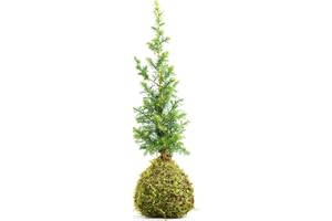 TRANQUIL PLANTS Bonsai Cypress Pine Tree | Conifer Mini Christmas Tree | Kokedama House Plant with Green Moss Ball | Dwarf Conifers Xmas Tree – Present Gift 30cm (Plant with Watering Guide and Plant Guide)