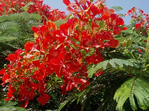 framboyán - Delonix regia-malinche, , flamboyán o flamboyant 10 semillas