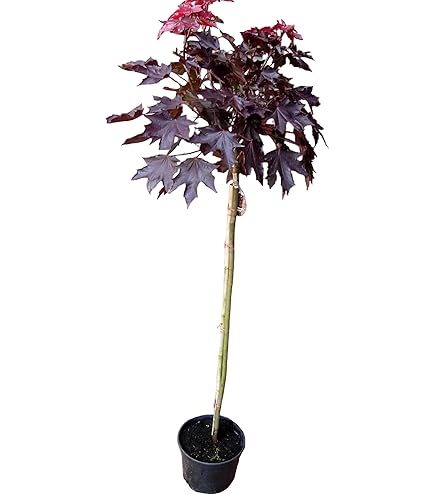 Trompetenbaum Catalpa bignonioides Pflanze 35-40cm Beamtenbaum Bohnenbaum :  Amazon.de: Garten
