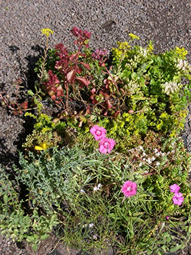 Sedum - Kräuter - Pflanzenpaket Steinrosenflur für 5 m² Dachbegrünung, Steingarten, etc.