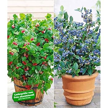 BALDUR-Garten Topf-Himbeere"BonBonBerry® YUMMY";1 Pflanze