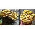 Golden Oyster Mushroom Spawn dowels x 30 Free Wax
