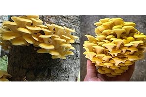 GENERIC Golden Oyster Mushroom Spawn dowels x 30 Free Wax