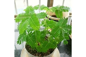 C-LARSS 100Pcs Diverses Graines De Mimosa Pudica De Couleur, Jardin Bonsaï Pot Plantes Décor À La Maison Vert Mimosa Pudica #