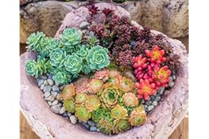 KRÄUMA Sedum Mischung - min. 300 Samen