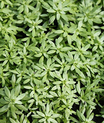 2er-Set - winterhart - Klärpflanze! - Callitriche palustris - Sumpf-Wasserstern - Frühlingswasserstern - Wasserpflanzen Wolff