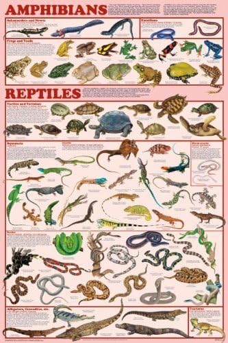 Laminated Amphibians &amp; Reptiles Poster 24x36 by Feenixx Publishing